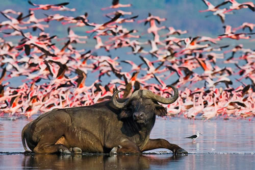 lake nakuru