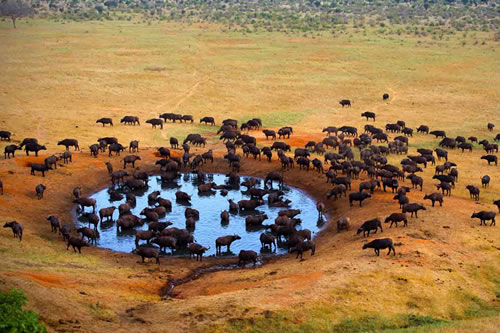 meru national park