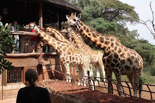giraffe center