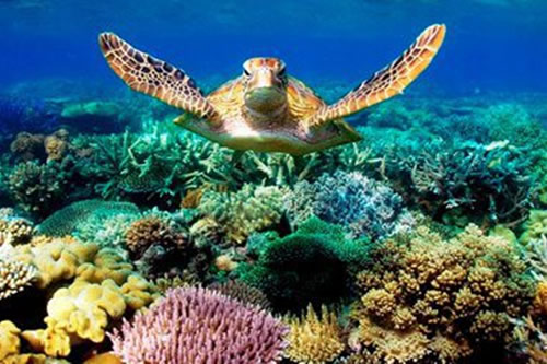 malindi marine national park