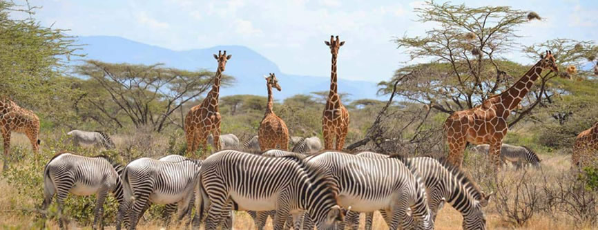 samburu national park